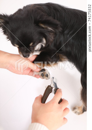 Dog nail clippers (long coat chihuahua) Dog nail clippers (long coat chihuahua) 74175832