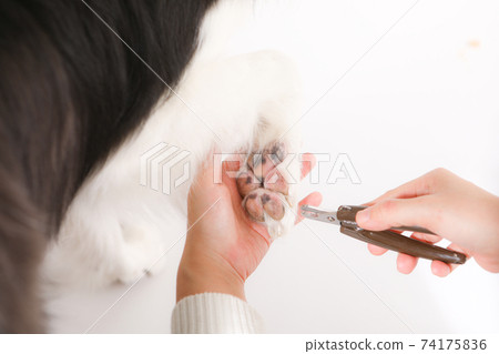 Dog nail clippers (border collie) Dog nail clippers (border collie) 74175836