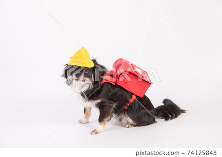 Long coat Chihuahua disguised as an elementary school student Long coat Chihuahua disguised as an elementary school student 74175848