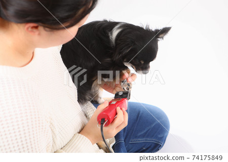 Chihuahua with hair clippers on the soles of the feet Chihuahua with hair clippers on the soles of the feet 74175849