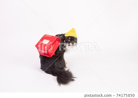 Long coat Chihuahua disguised as an elementary school student Long coat Chihuahua disguised as an elementary school student 74175850