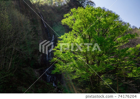Trees in the sun and water flowing down cliffs Trees in the sun and water flowing down cliffs 74176204