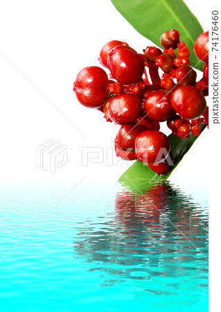 red wild fruit isolated on white red wild fruit isolated on white 74176460