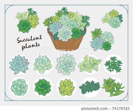 多肉植物插圖集 74176585