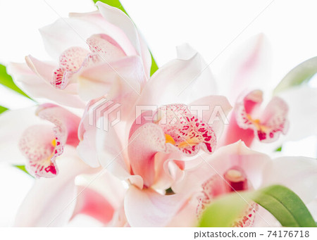 粉紅色的大花蕙蘭 粉紅色的大花蕙蘭 74176718