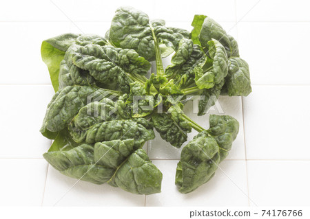 新鮮收縮菠菜 新鮮收縮菠菜 74176766