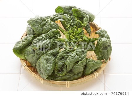 新鮮收縮菠菜 74176914