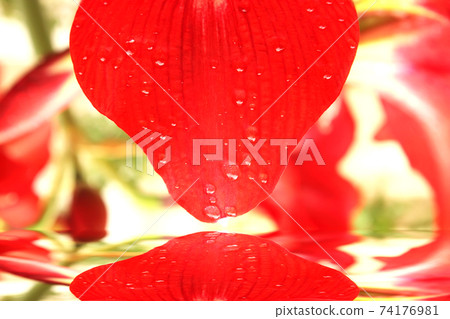 red lily close up 74176981