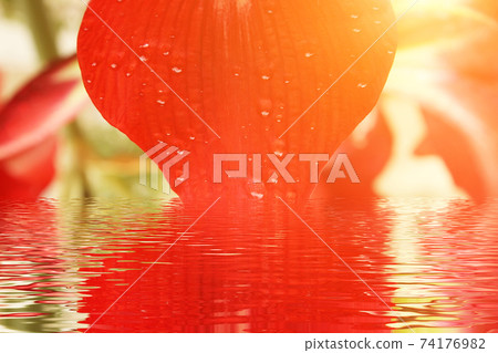 red lily close up 74176982