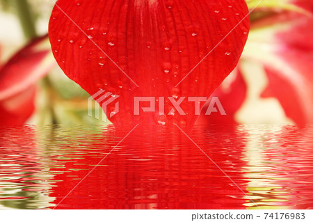 red lily close up 74176983