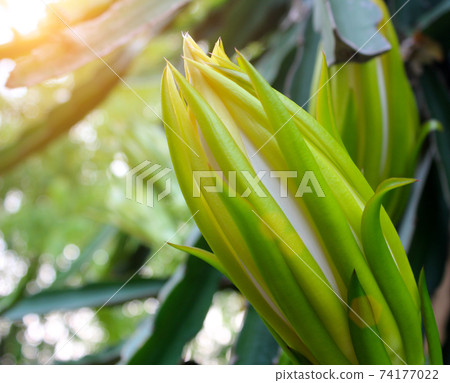 Dragon flower 74177022