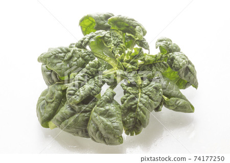 Fresh shrunk spinach Fresh shrunk spinach 74177250