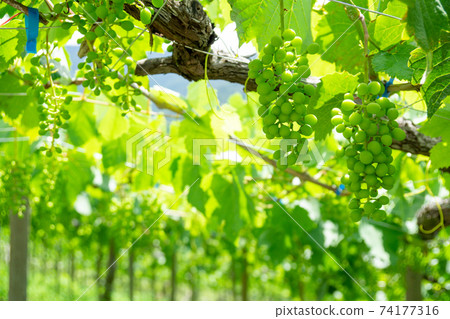 Koshu City Katsunuma Vineyard Grape Shelf Koshu City Katsunuma Vineyard Grape Shelf 74177316