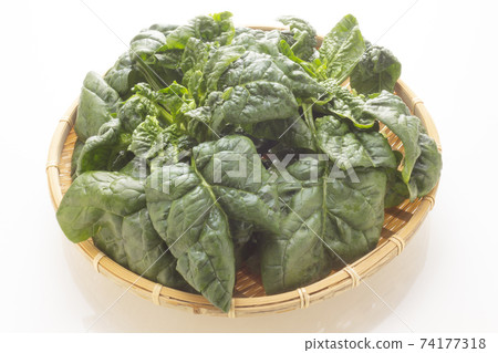 新鮮收縮菠菜 74177318