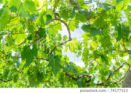 Koshu City Katsunuma Vineyard Grape Shelf Koshu City Katsunuma Vineyard Grape Shelf 74177323