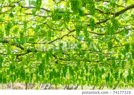 甲州市喀沼沼地葡萄架 74177328