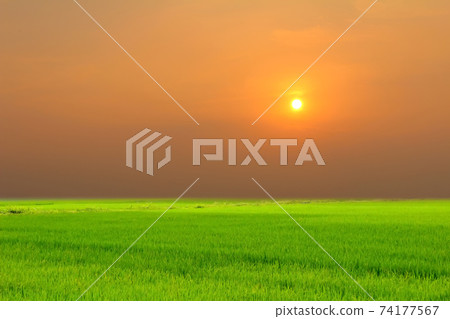 paddy field 74177567
