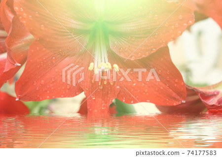 beautiful red lily beautiful red lily 74177583