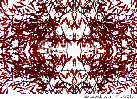 Flower Flower 74178216
