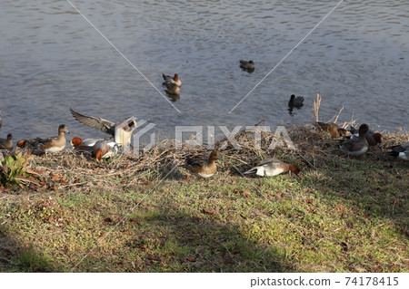 Wigeon swimming, flapping, and resting in the winter river Wigeon swimming, flapping, and resting in the winter river 74178415