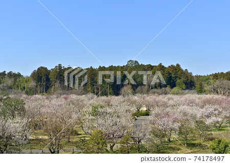 水戶air樂園,一個新的梅園,有來自仙石台的鮮花 水戶air樂園,一個新的梅園,有來自仙石台的鮮花 74178497