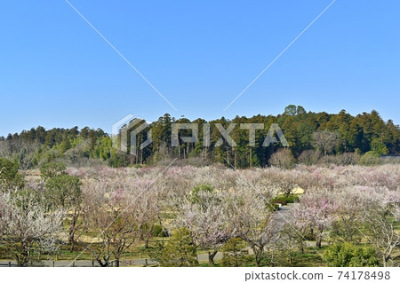 水戶air樂園,一個新的梅園,有來自仙石台的鮮花 水戶air樂園,一個新的梅園,有來自仙石台的鮮花 74178498