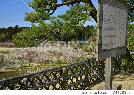 水戶air樂園，一個新的梅園，有來自仙石台的鮮花 74178502