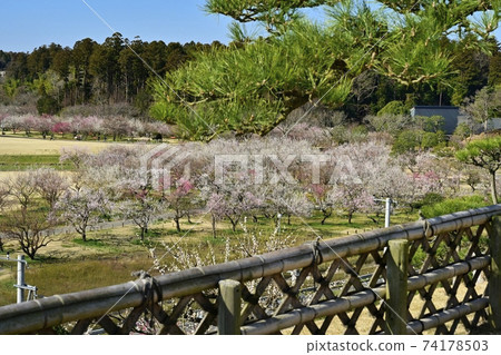 水戶air樂園，一個新的梅園，有來自仙石台的鮮花 74178503