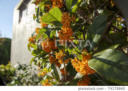 Kinmokusei no Hana(小橙花) Kinmokusei no Hana(小橙花) 74178660