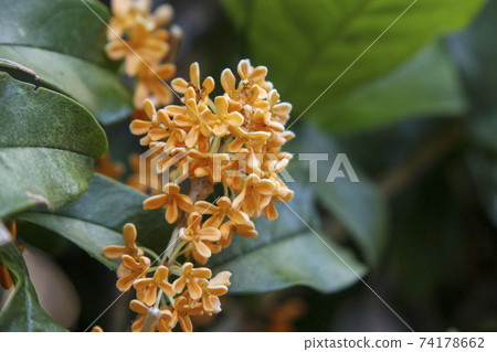 Kinmokusei no Hana（小橙花） 74178662