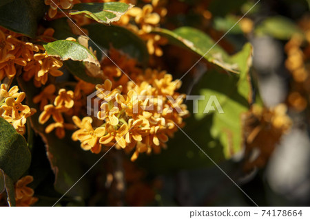 Kinmokusei no Hana (small orange flower) 74178664