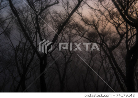 In the mist In the mist 74179148
