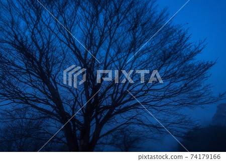 In the mist In the mist 74179166