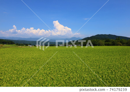 日本原始風光的長野縣白州的盛夏稻田風光 日本原始風光的長野縣白州的盛夏稻田風光 74179239