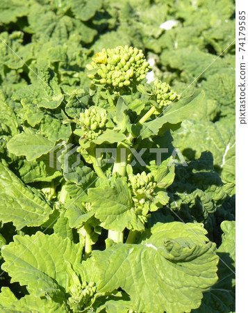 Early blooming nabana buds that will bloom soon 74179585