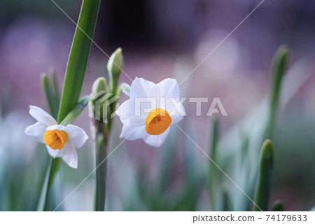 Narcissus 74179633