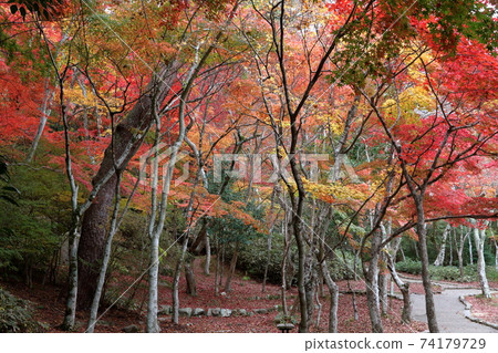 有馬Zuihoji公園 有馬Zuihoji公園 74179729