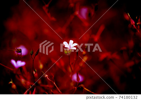 Himefuuro and red-black back 74180132