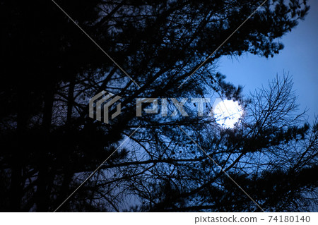 月光下的森林 74180140