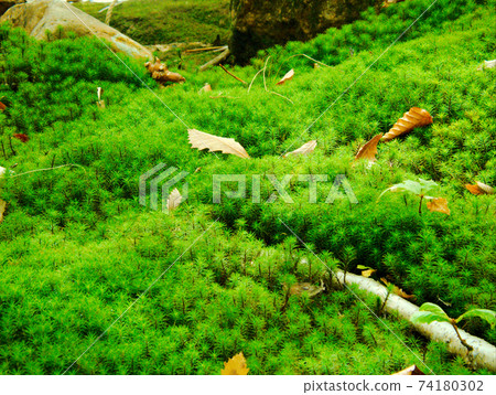A group of moss 74180302