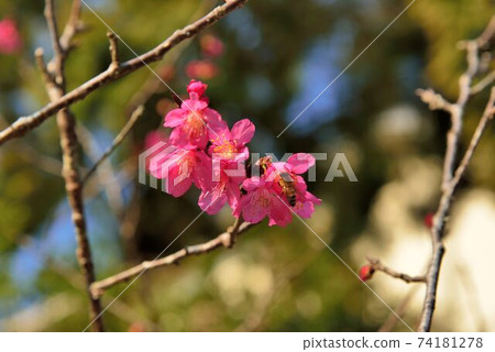 台灣山櫻（Prunus campanulata Maxim）希坎櫻（Yamasakura） 74181278