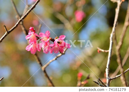 台灣山櫻（Prunus campanulata Maxim）希坎櫻（Yamasakura） 74181279