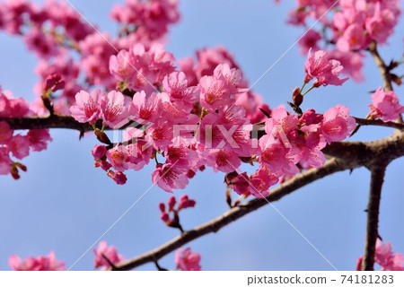 台灣山櫻（Prunus campanulata Maxim）希坎櫻（Yamasakura） 74181283