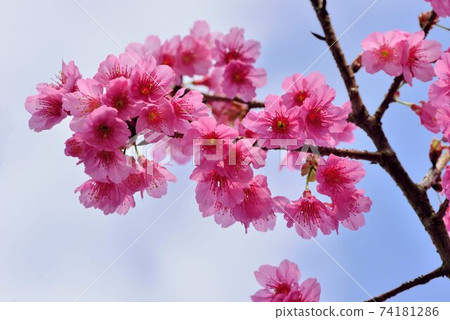 台灣山櫻（Prunus campanulata Maxim）希坎櫻（Yamasakura） 74181286