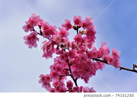 台灣山櫻（Prunus campanulata Maxim）希坎櫻（Yamasakura） 74181288