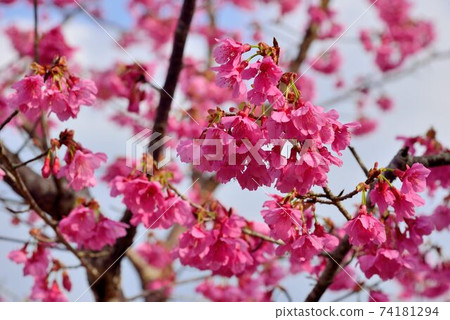 台灣山櫻(Prunus campanulata Maxim)希坎櫻(Yamasakura) 台灣山櫻(Prunus campanulata Maxim)希坎櫻(Yamasakura) 74181294