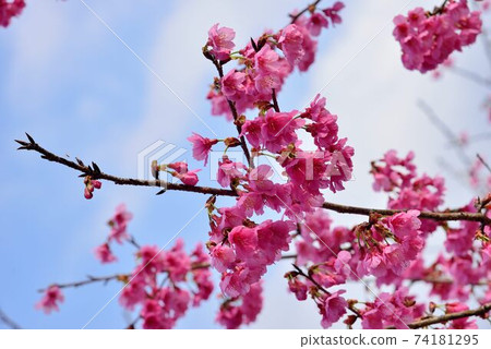 台灣山櫻（Prunus campanulata Maxim）希坎櫻（Yamasakura） 74181295