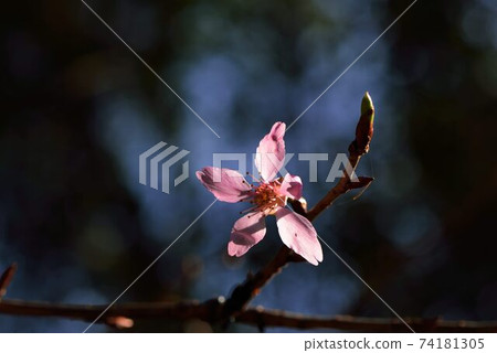 台灣山櫻（Prunus campanulata Maxim）希坎櫻（Yamasakura） 74181305