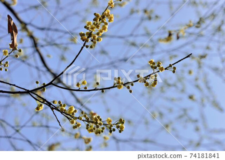 The pepper flower is blooming, and it is called Maqaw by Aboriginal Atayal in Hsinchu, Taiwan. 74181841