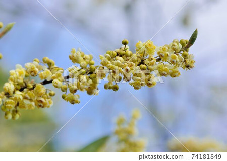 山胡椒花綻放,在台灣新竹尖石台,原住民泰雅族人稱之為馬告（Maqaw） 74181849